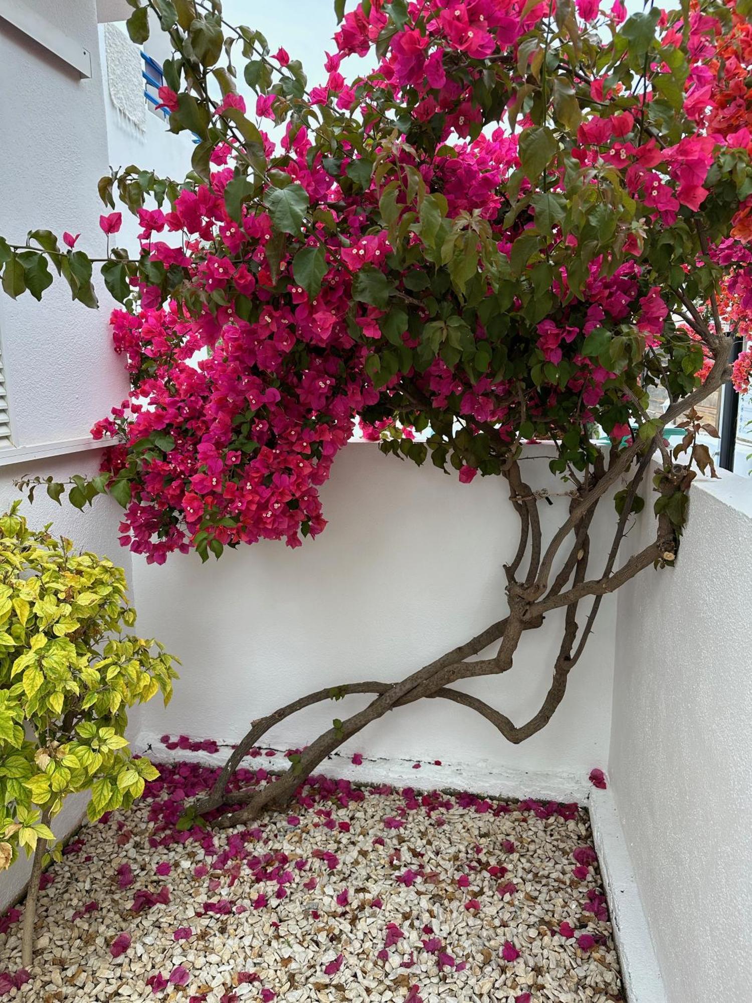Arto Blanco Daire Agua Amarga  Dış mekan fotoğraf